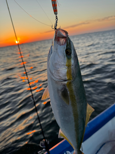 ツバスの釣果