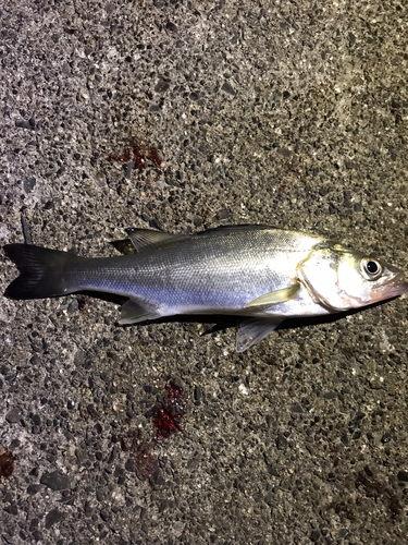 セイゴ（マルスズキ）の釣果