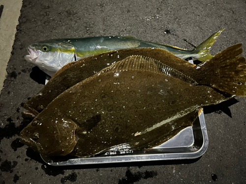 ヒラメの釣果