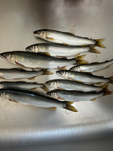 アユの釣果