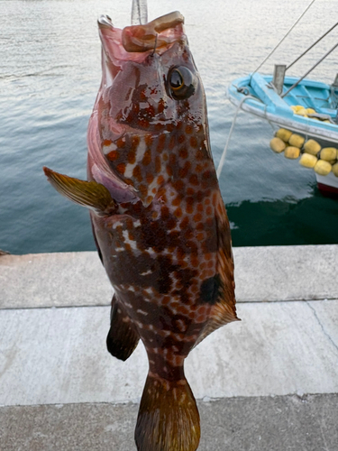 キジハタの釣果