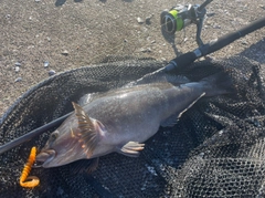 アイナメの釣果