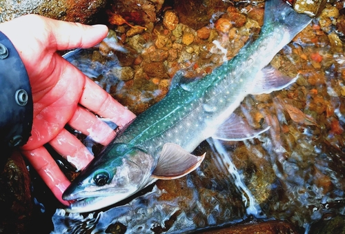 ミヤベイワナの釣果