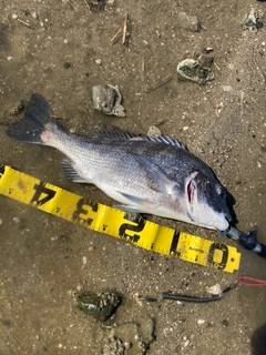 チヌの釣果