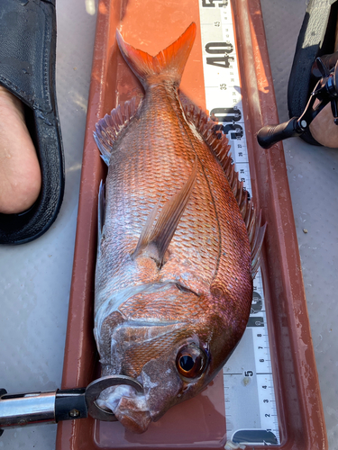 マダイの釣果