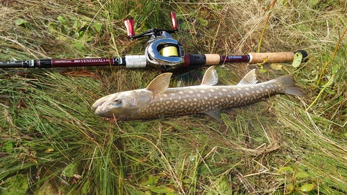 アメマスの釣果