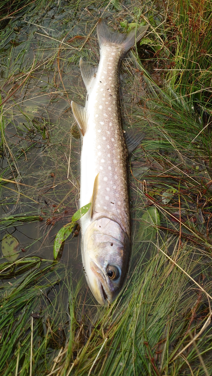 アメマス