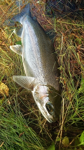 ニジマスの釣果