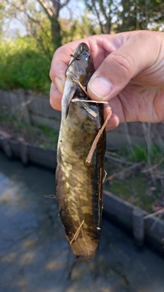 ナマズの釣果