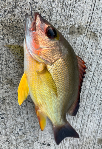 オキフエダイの釣果