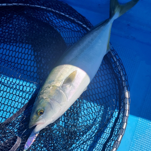 ヤズの釣果