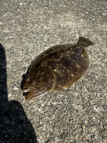 ヒラメの釣果