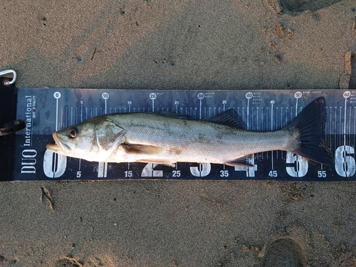 フッコ（マルスズキ）の釣果