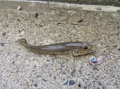 マハゼの釣果