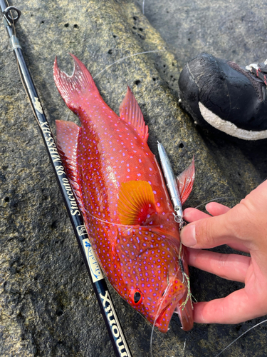 バラハタの釣果