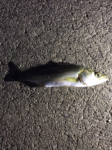 セイゴ（タイリクスズキ）の釣果