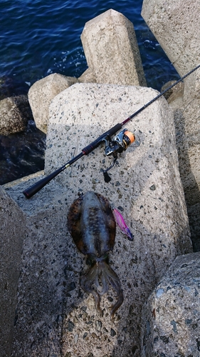 アオリイカの釣果