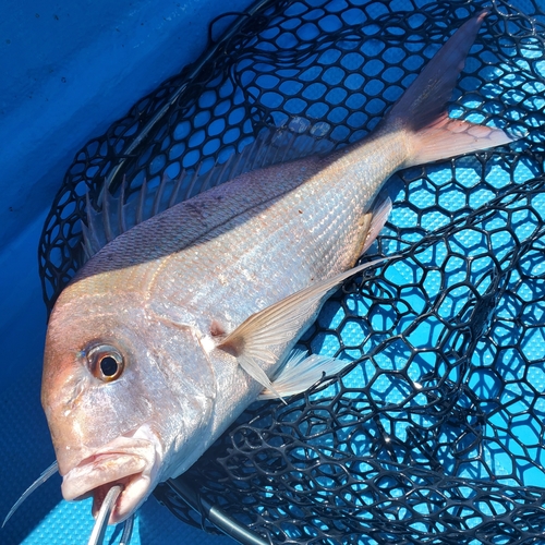 タイの釣果