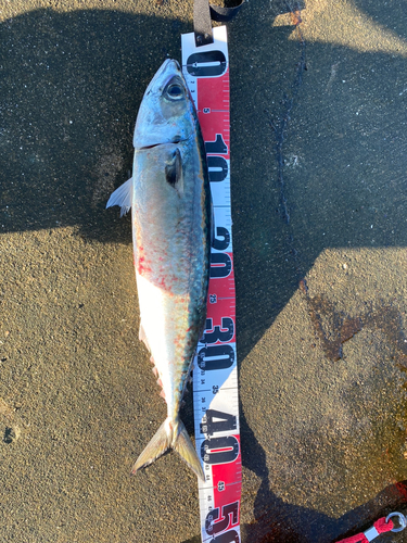 サバの釣果