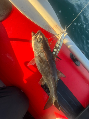 ムツの釣果