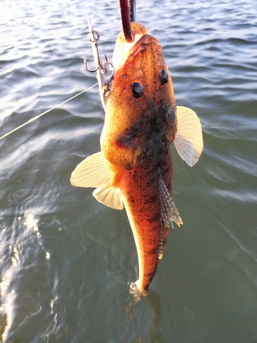 マゴチの釣果