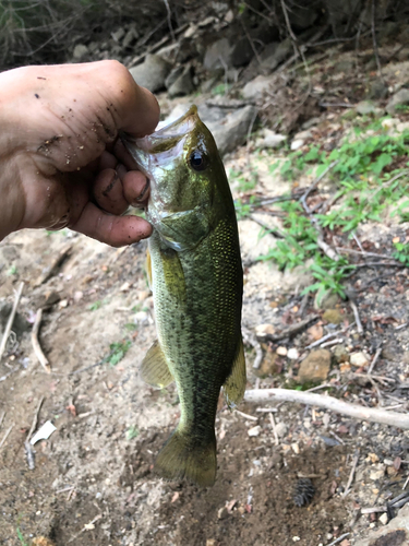 ラージマウスバスの釣果