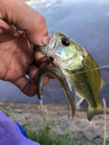 ラージマウスバスの釣果