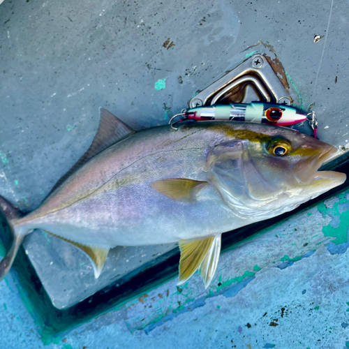 カンパチの釣果