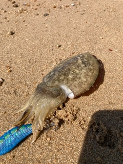 コウイカの釣果