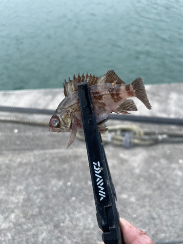 メバルの釣果