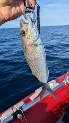 アオチビキの釣果