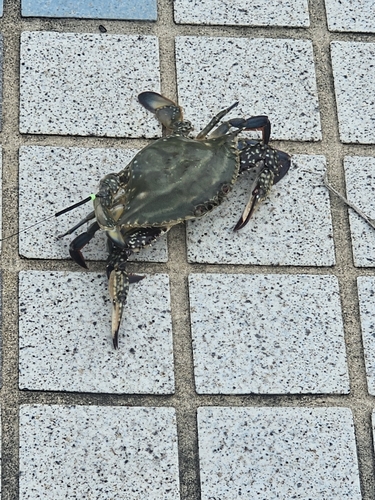 カニの釣果