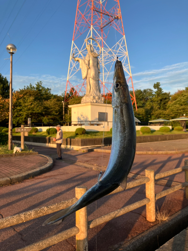 カマスの釣果