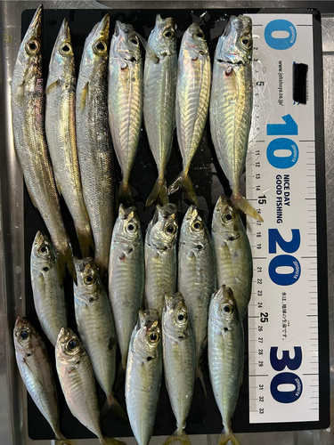 アジの釣果