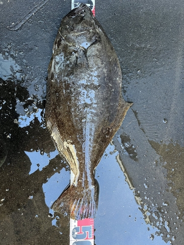 ヒラメの釣果