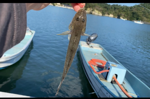 ハゼの釣果