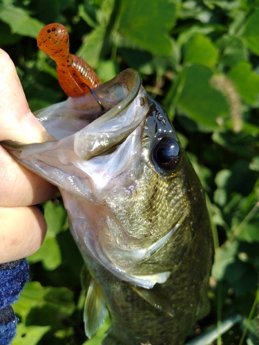 ブラックバスの釣果