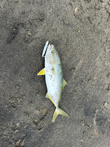 ワカシの釣果