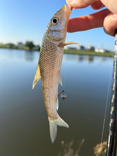 ニゴイの釣果