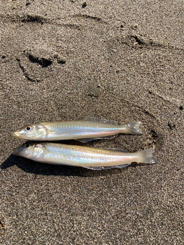 シロギスの釣果