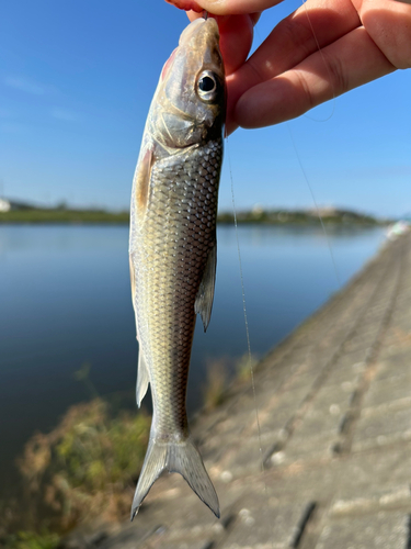 ニゴイの釣果