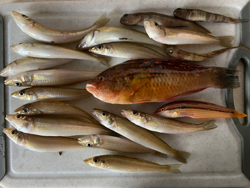 キスの釣果