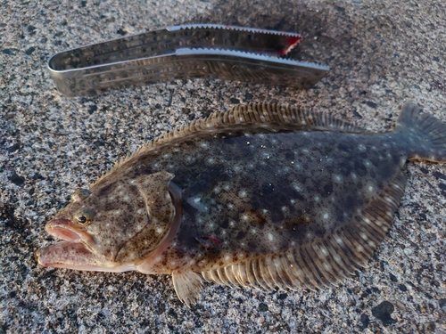 ヒラメの釣果