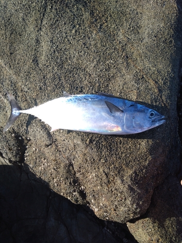 スマガツオの釣果