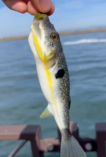 マフグの釣果