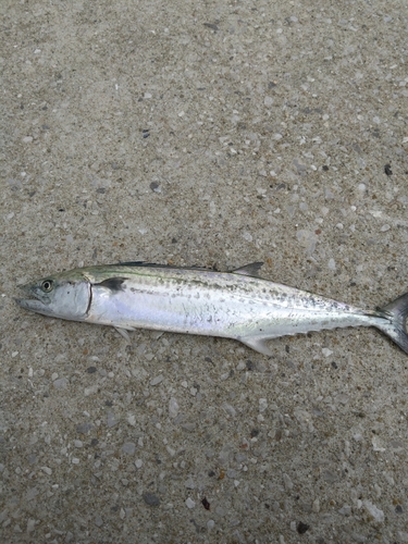 サゴシの釣果