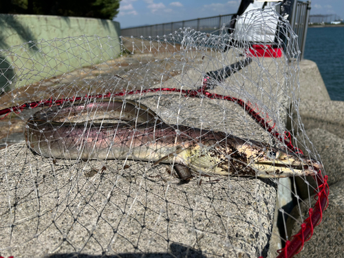 ハモの釣果