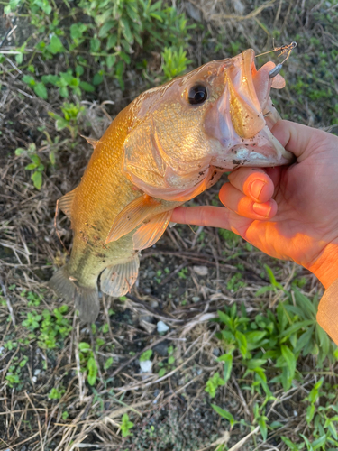 ブラックバスの釣果