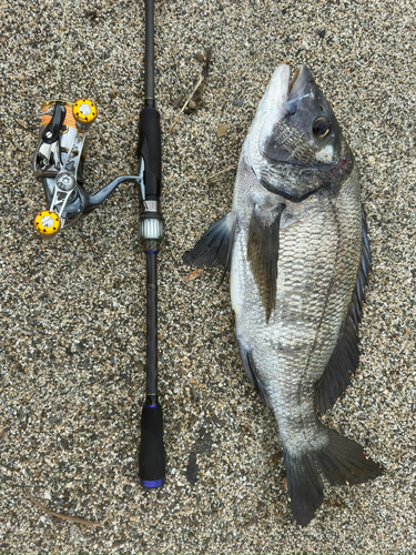 チヌの釣果