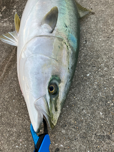 ブリの釣果